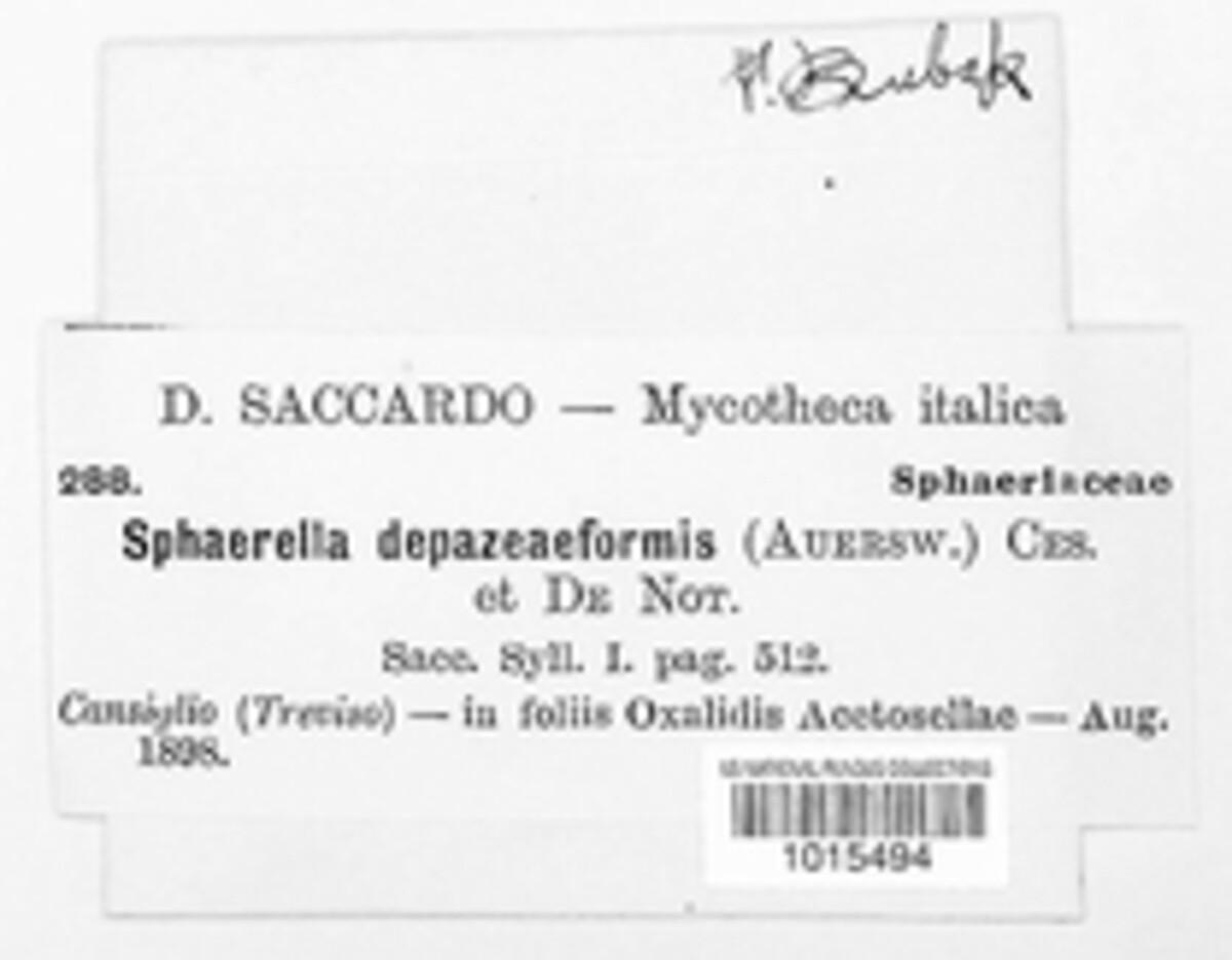 Sphaerella depazeaeformis image